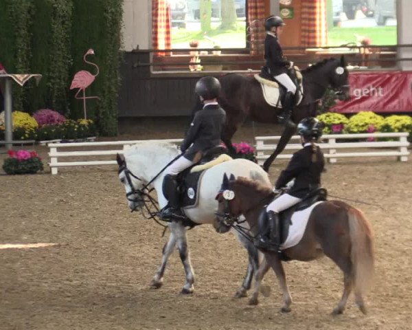 Reitturnier Vreden 2017
