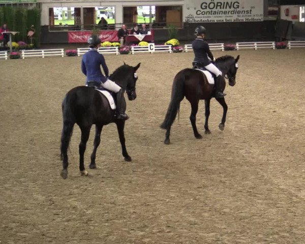 Reitturnier Vreden 2017
