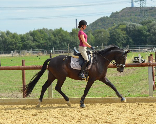 Pferd Señor Destino (Oldenburger, 2015, von Sir Donnerhall I)