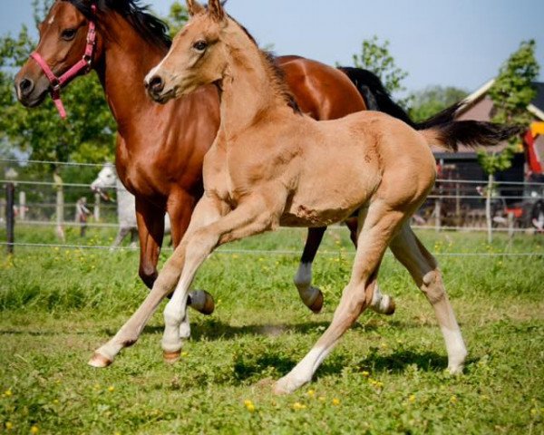 stallion Pomme Pidou (Welsh Partbred, 2018, from Cassanova du Bois)
