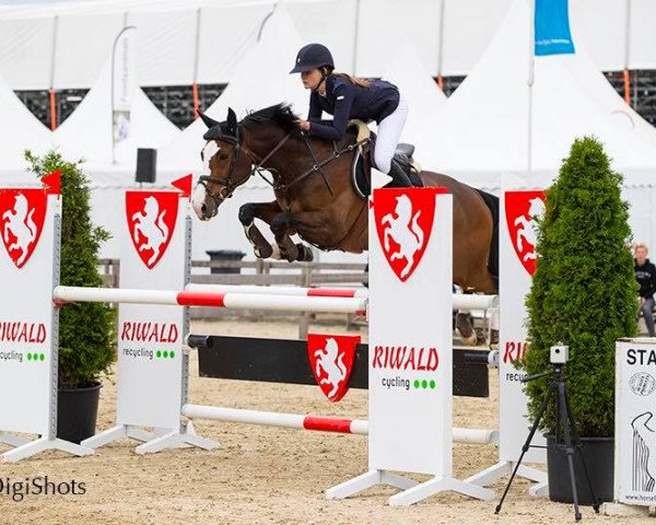 Zuchtstute Gaby Warina (KWPN (Niederländisches Warmblut), 2011, von Cantos)