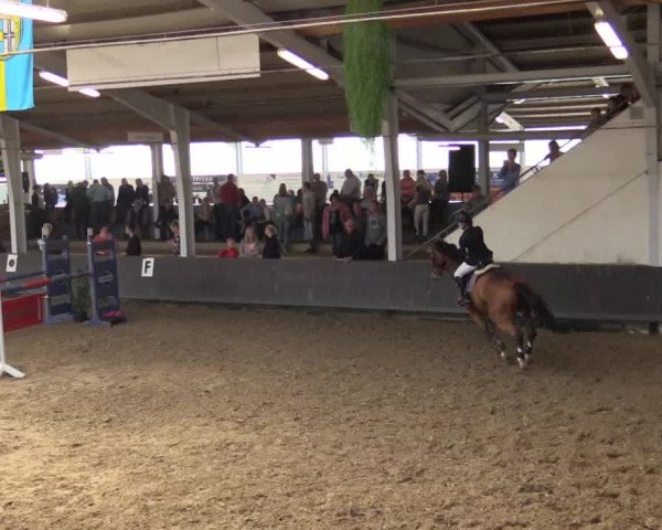 Reitturnier Vreden 2017