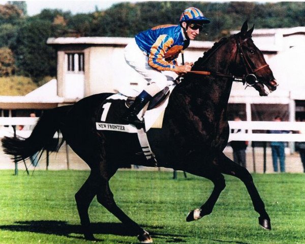 stallion New Frontier xx (Thoroughbred, 1994, from Sadler's Wells xx)