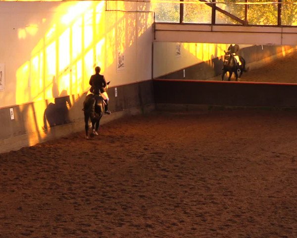 Reitturnier Dallgow 2017