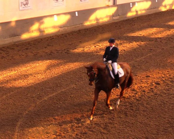 Reitturnier Dallgow 2017