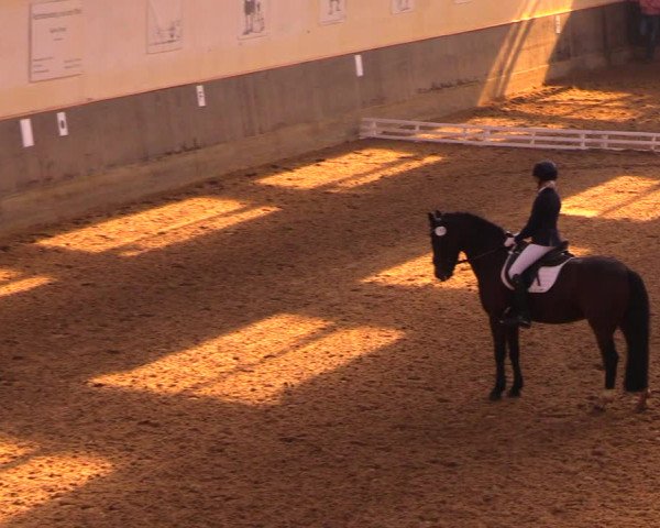 Reitturnier Dallgow 2017