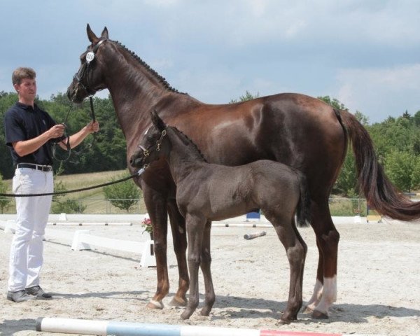 Pferd Bon Fleur 5 (Deutsches Sportpferd, 2018, von Bon Coeur)