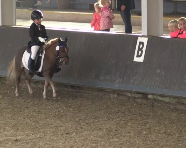 Reitturnier Vreden 2017