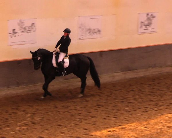 Reitturnier Dallgow 2017