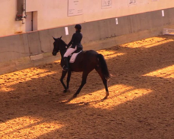Reitturnier Dallgow 2017