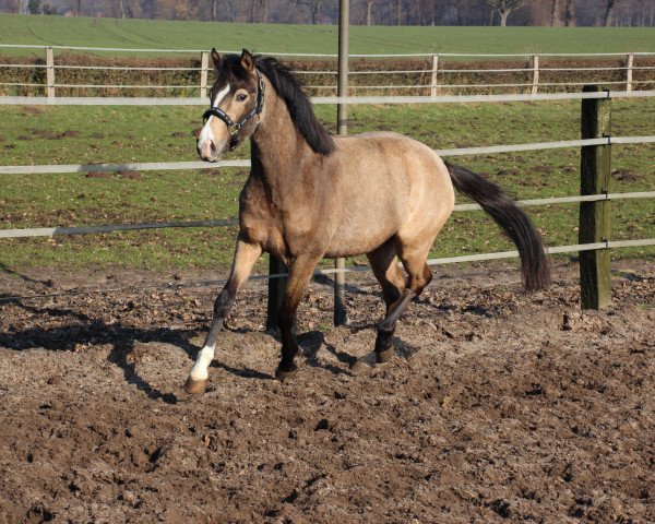 Pferd Cassiopeia 113 (Deutsches Reitpony, 2013, von FS Champion de Luxe)