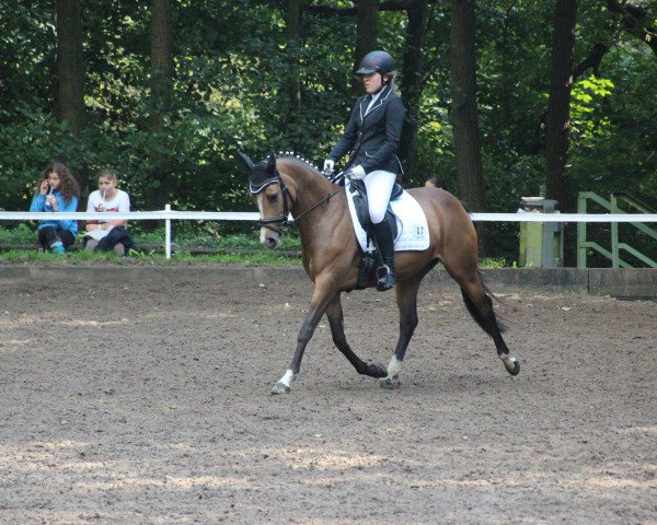 Dressurpferd Cleopatra 282 (Deutsches Reitpony, 2012, von FS Champion de Luxe)