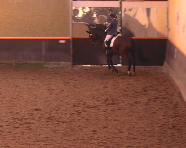 Reitturnier Dallgow 2017