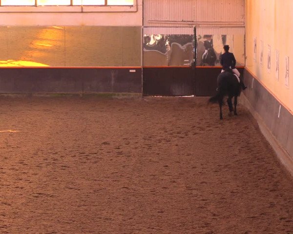 Reitturnier Dallgow 2017