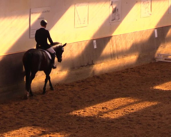 Reitturnier Dallgow 2017