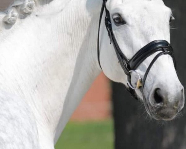 dressage horse Calvin Klein (Hanoverian, 2009, from Christ)