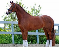 Dressurpferd Annabelle 97 (Westfale, 2004, von Arpeggio)