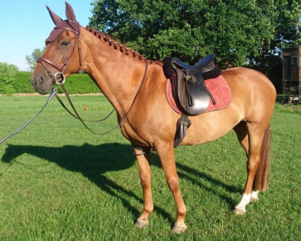 horse Amira 132 (Hanoverian, 2003, from Alabaster)