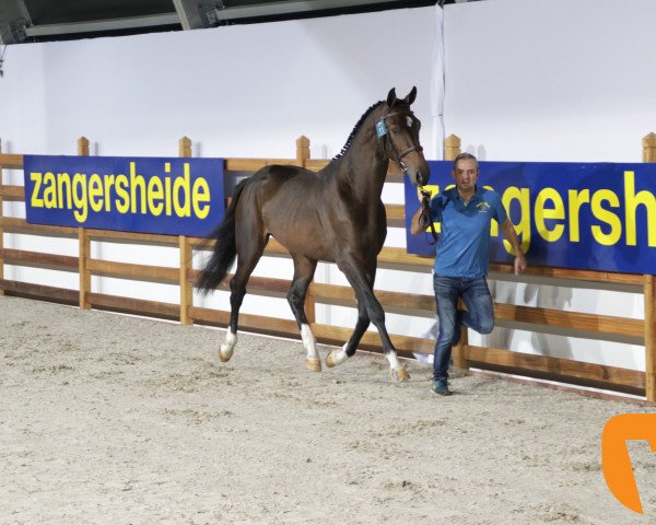 Pferd Could Be Z (Zangersheide Reitpferd, 2016, von Comilfo Plus Z)