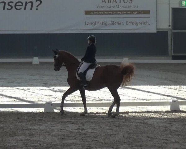 Reitturnier Mönchengladbach-Abtshof 2017