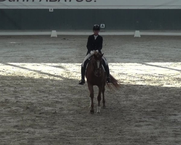 Reitturnier Mönchengladbach-Abtshof 2017