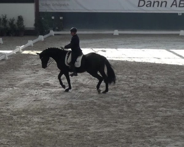 Reitturnier Mönchengladbach-Abtshof 2017