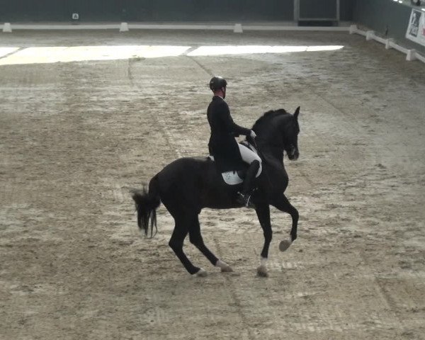 Reitturnier Mönchengladbach-Abtshof 2017