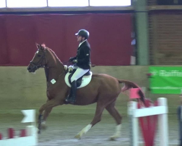 Reitturnier Köln-Leverkusen 2017