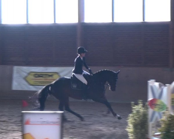Reitturnier Köln-Leverkusen 2017