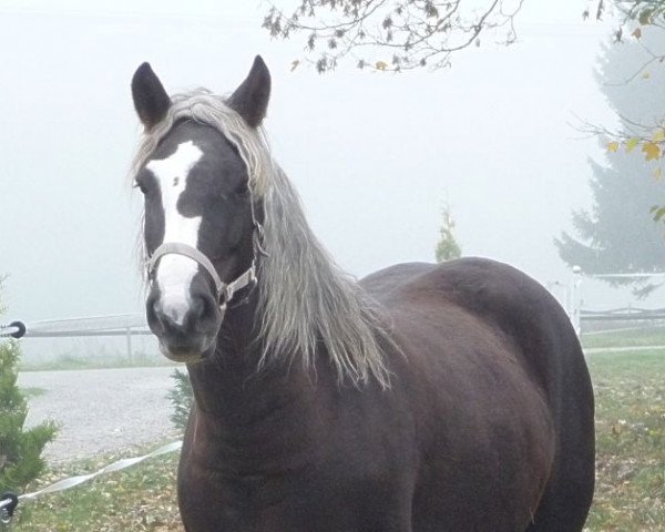 Zuchtstute Naomi (Schwarzwälder Kaltblut, 2007, von Monsun)