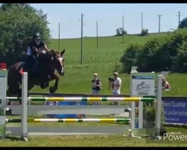 jumper Pirushkaya M (Zweibrücken, 2003, from Premier)