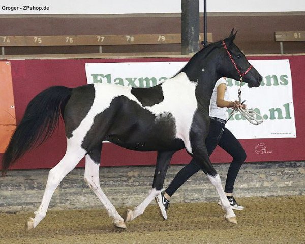 Pferd Classic Severino (Arabisches Halbblut / Partbred, 2014, von HAB Classic Splendor) Pferd Classic Severino (Arabisches Halbblut / Partbred, 2014, von HAB Classic Splendor)