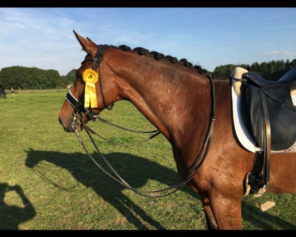 dressage horse Belle Fleur 47 (Hanoverian, 2010, from Bonifatius)