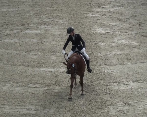 Reitturnier Mönchengladbach-Abtshof 2017