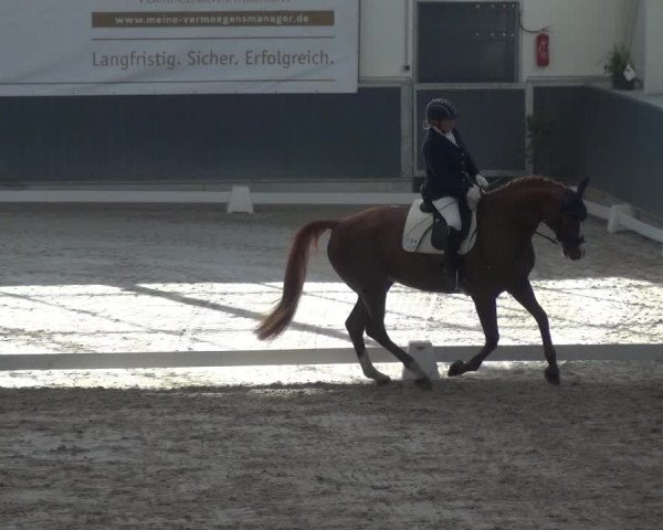 Reitturnier Mönchengladbach-Abtshof 2017