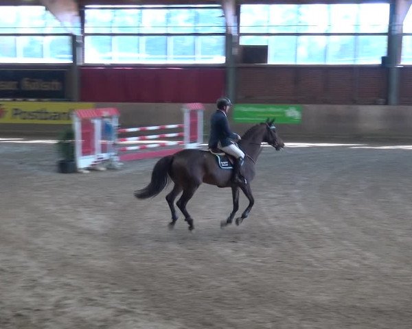 Reitturnier Köln-Leverkusen 2017
