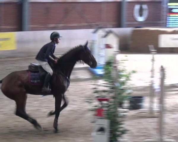 Reitturnier Köln-Leverkusen 2017