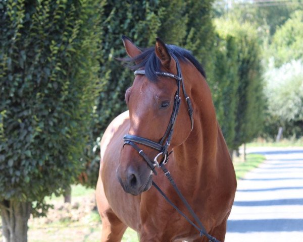 Pferd Heavy Metal (KWPN (Niederländisches Warmblut), 2012, von Jazz)