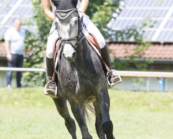 jumper Caroly's Mr. Grey (Oldenburg show jumper, 2013, from Caroly)