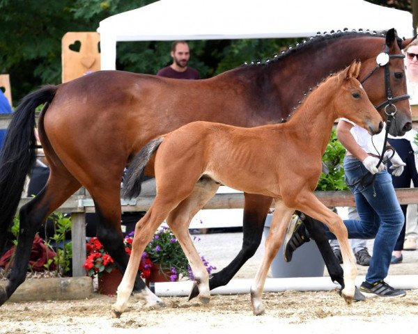 horse Stand by me (Hanoverian, 2018, from Secret) horse Stand by me (Hanoverian, 2018, from Secret)