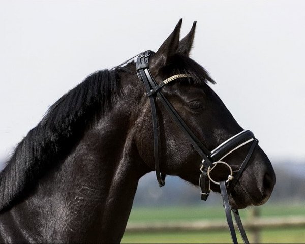 dressage horse Doctor Cooper M (Westphalian, 2014, from Don Frederic 3)