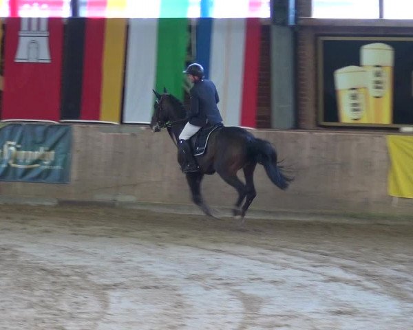 Reitturnier Köln-Leverkusen 2017