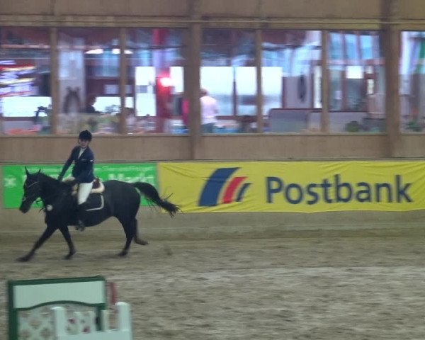 Reitturnier Köln-Leverkusen 2017