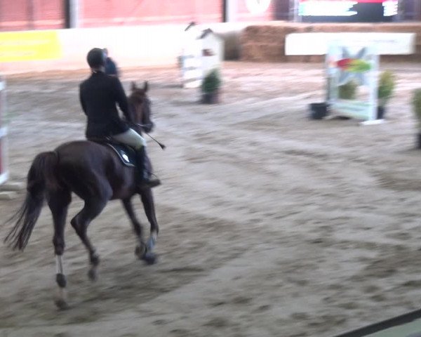 Reitturnier Köln-Leverkusen 2017