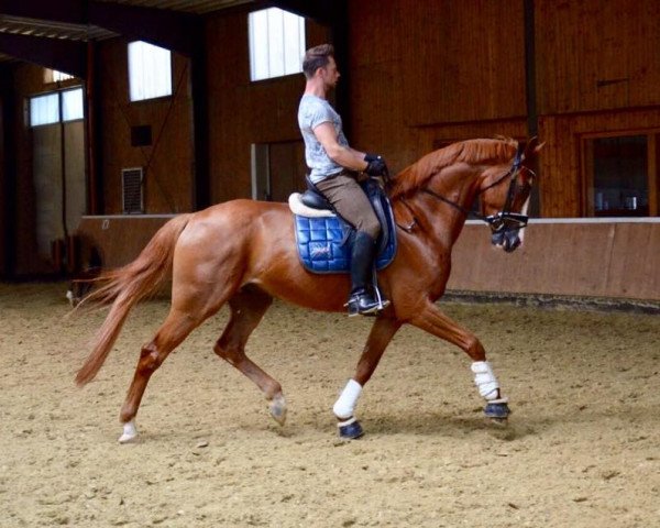 horse Deco 3 (Hanoverian, 2012, from De Niro)