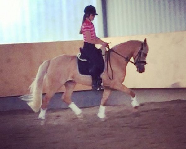 broodmare Mercy (German Riding Pony, 2015, from FS Mr. Right)