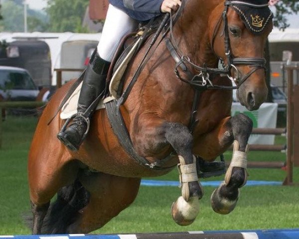 stallion Pitch Perfect (German Riding Pony, 2013, from Principal Boy)