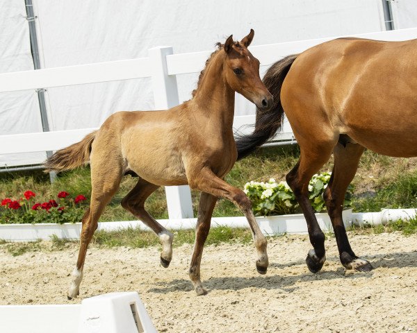 dressage horse Dalmas (German Riding Pony, 2018, from D-Power AT)