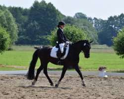 dressage horse Felix 2149 (Danish Warmblood, 2004)