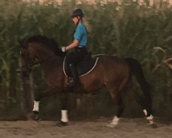 Dressurpferd Valentina Es (Deutsches Reitpony, 2005, von Cyros)